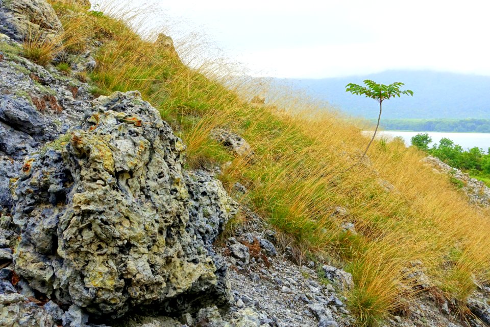 Grass - Mount Osore - Mutsu, Aomori - DSC00519