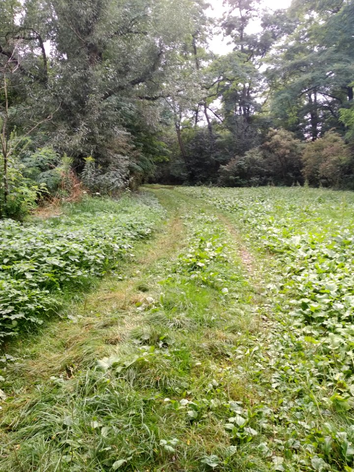Grassy road in Eastern Kraków