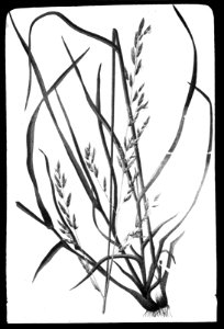 Gras- en klaversoorten , veldbeemdgras, Bestanddeelnr 194-0351