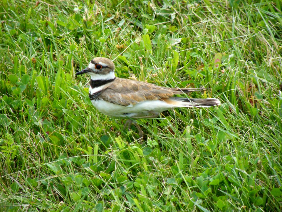 Grass field with Killdeer