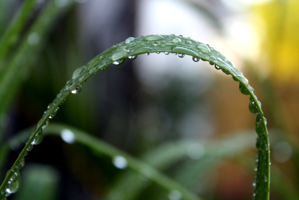 Grass With Rain Drops (258758785)