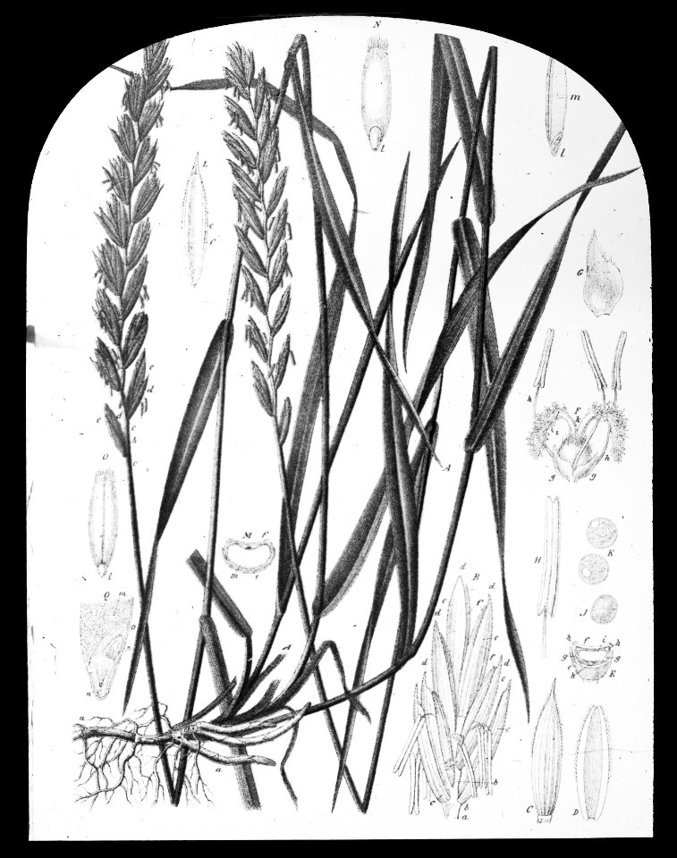Gras- en klaversoorten , kweek, Bestanddeelnr 194-0340