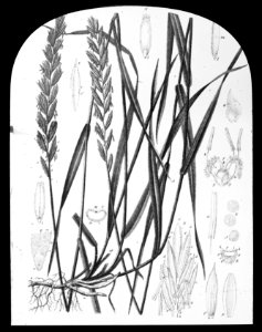 Gras- en klaversoorten , kweek, Bestanddeelnr 194-0340