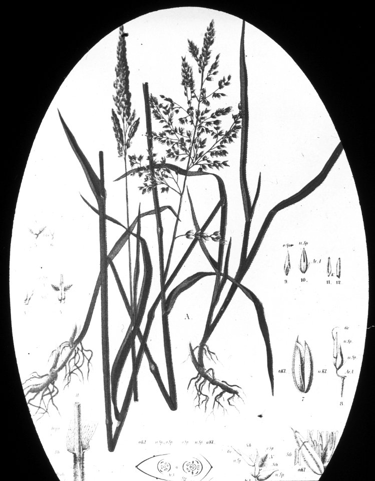Gras- en klaversoorten , wollig zorggras, Bestanddeelnr 194-0354