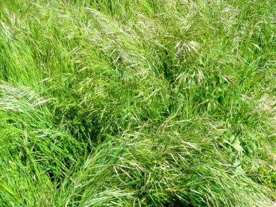 Grass - Garland Ranch Regional Park - Carmel Valley, CA - DSC06912