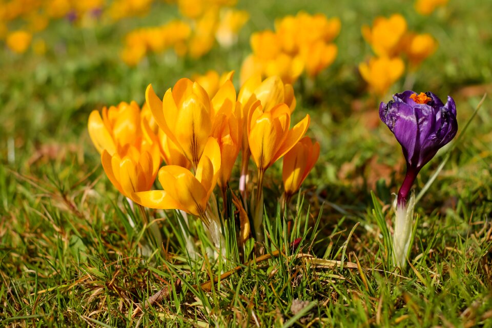 Bloom violet yellow