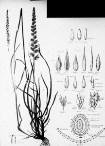 Gras- en klaversoorten , kamgras, Bestanddeelnr 194-0344