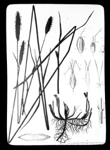 Gras- en klaversoorten , vossestaart, Bestanddeelnr 194-0342