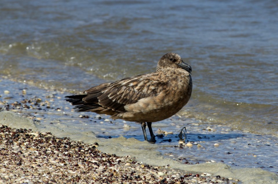 Great skua (Stercorarius skua), Hallig Hooge