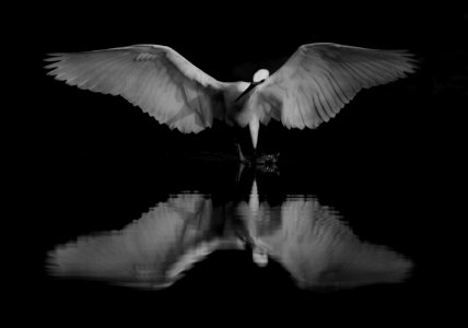 Great white egret in the action in bnw