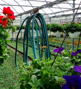 Great Swamp Greenhouse photos coiled watering hose close in