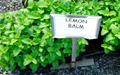 Great Swamp Greenhouse photos Lemon Balm
