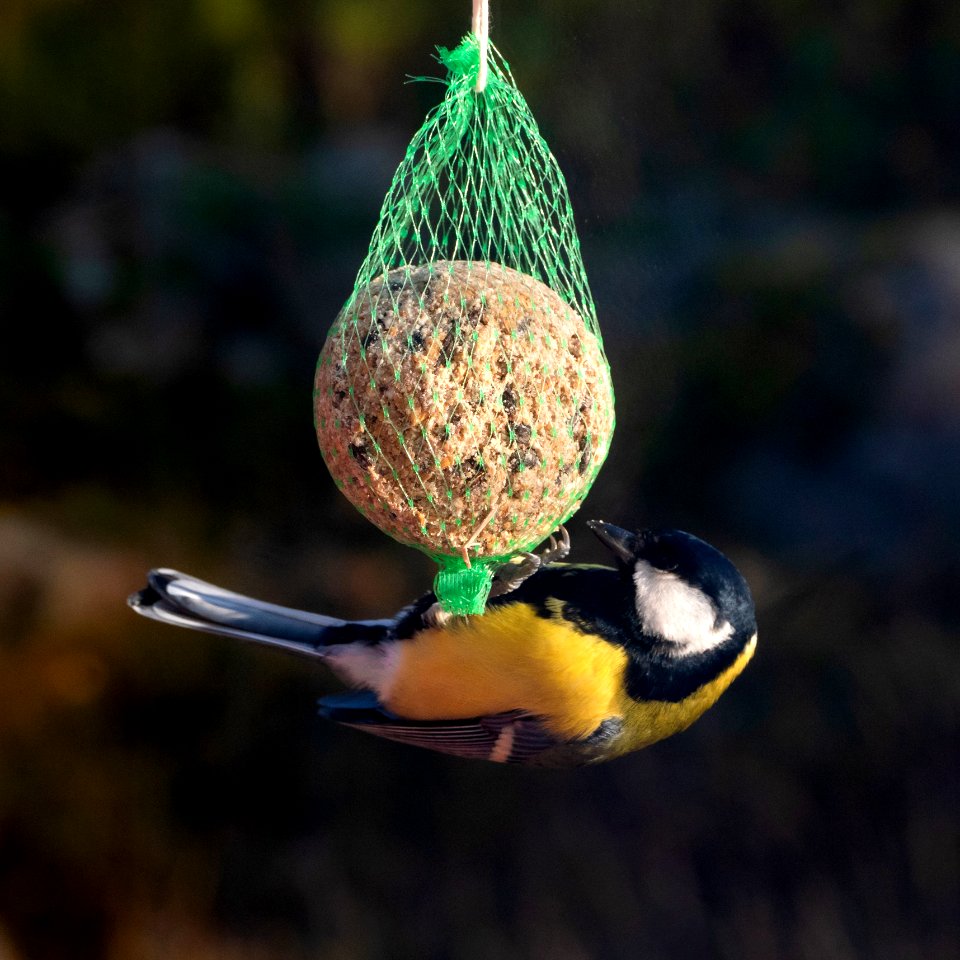 Great tit on a suet ball in Brastad 2