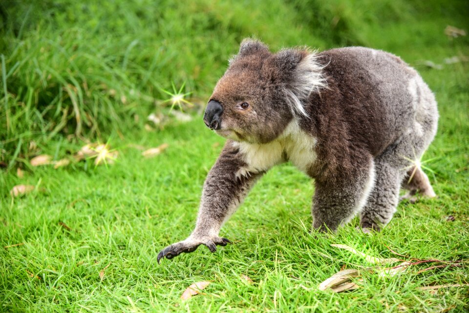 Animal australia nature