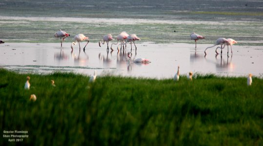 Greater Flamingos Palliakarani Chennai (209356793)