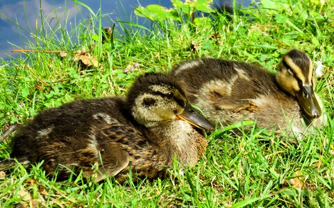 Family chicks meadow photo