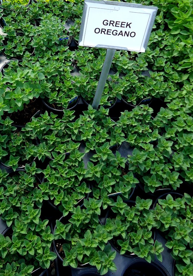Great Swamp Greenhouse photos Greek Oregano