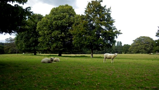Grazing sheep, Broad Oak Park, Bexhill