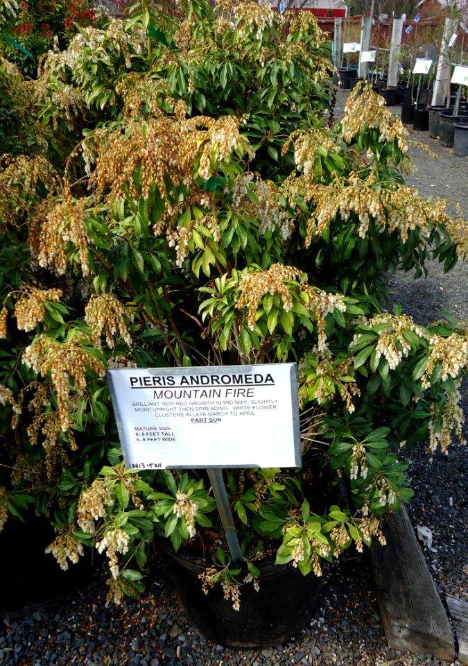 Great Swamp Greenhouse photos Pieris Andromeda Mountain Fire