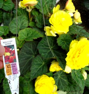 Great Swamp Greenhouse photos Tuberous Begonia