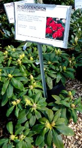 Great Swamp Greenhouse photos Rhododendron Astrid Dwarf