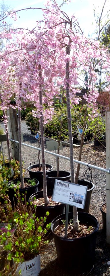 Great Swamp Greenhouse photos Prunus