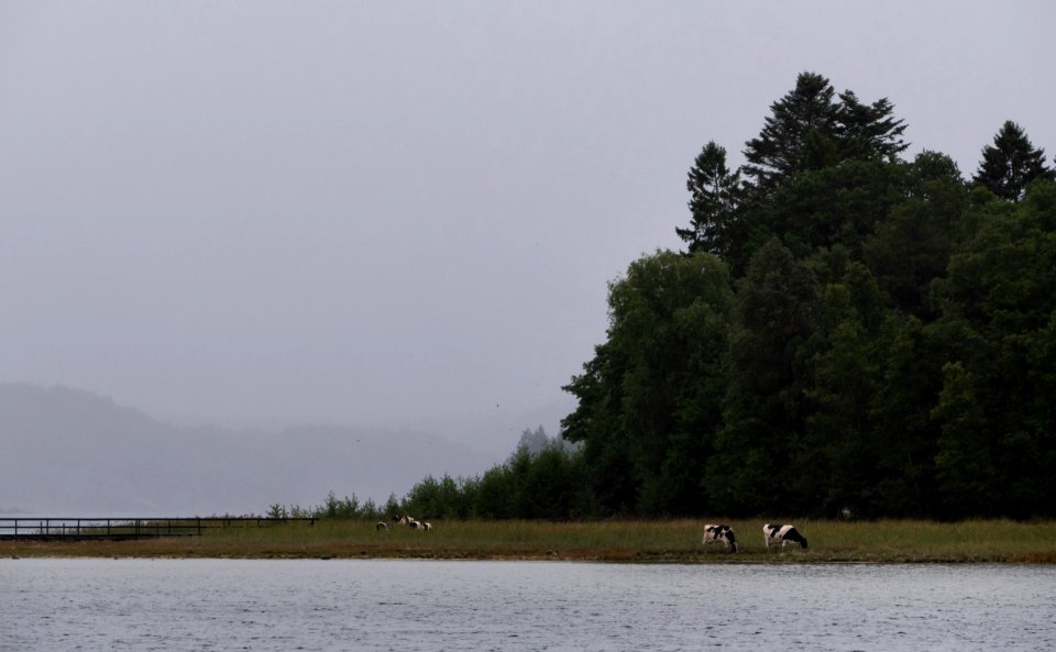 Grazing cows in the rain