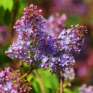 Closeup purple photo