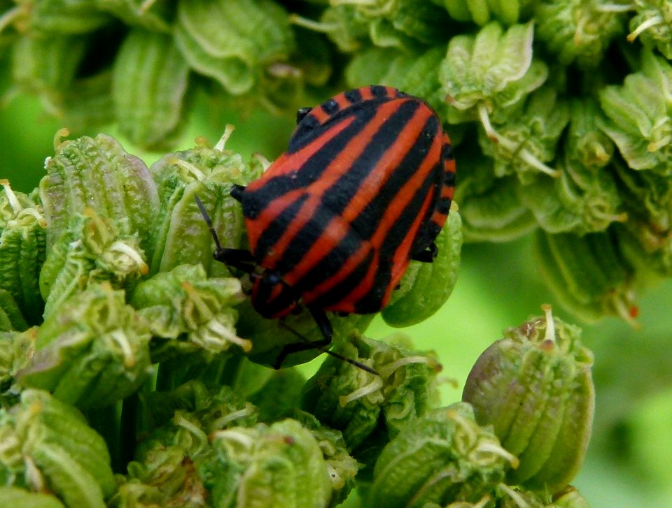 Graphosoma lineatum jardin des plantes