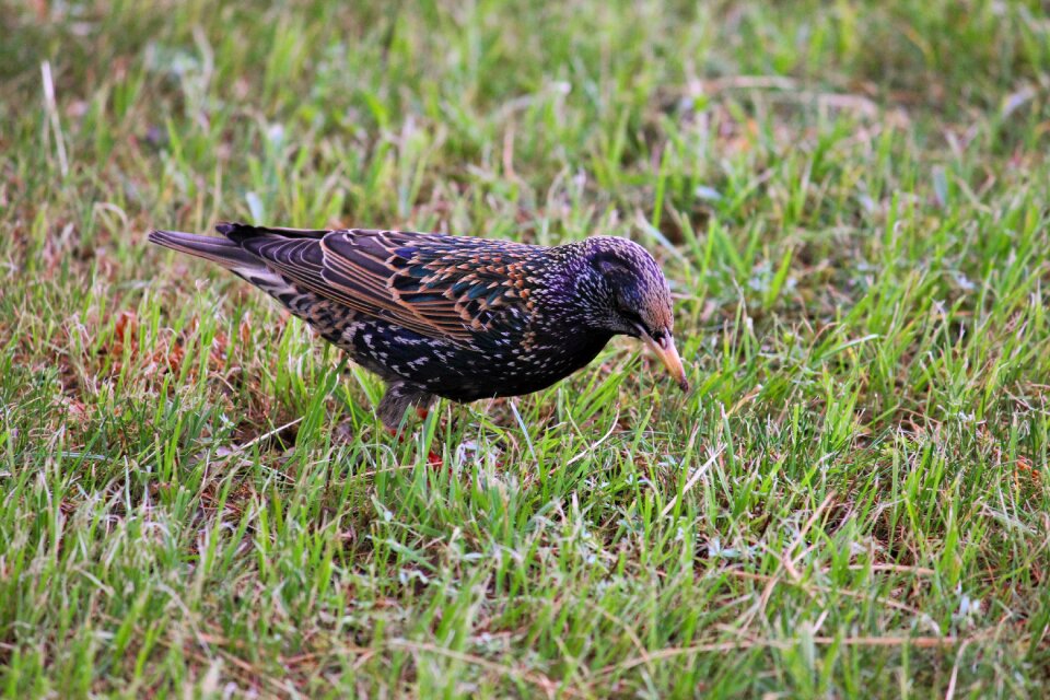 Bird songbird plumage