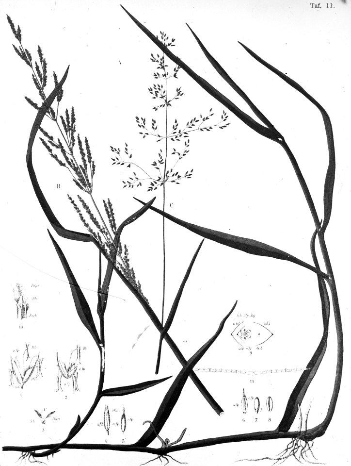 Gras- en klaversoorten , fioringras, Bestanddeelnr 194-0348