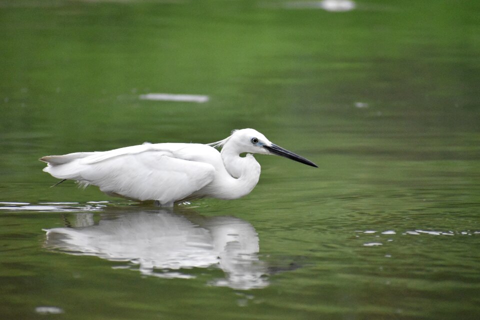 Siberian crane reflection white bird