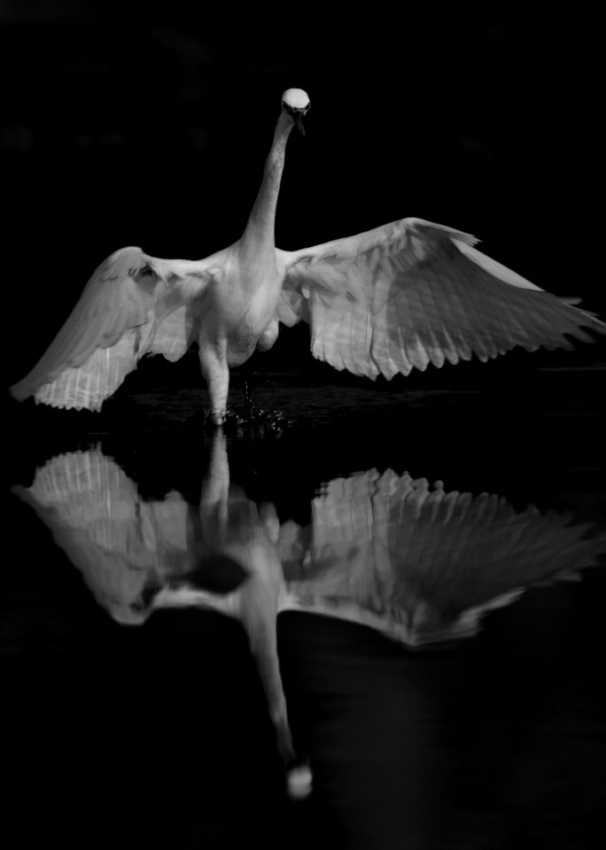 Great white egret in the action