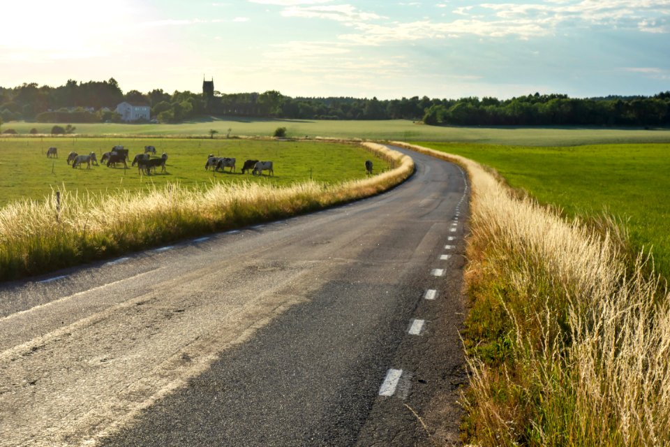 Grass by a road in evening haze 2