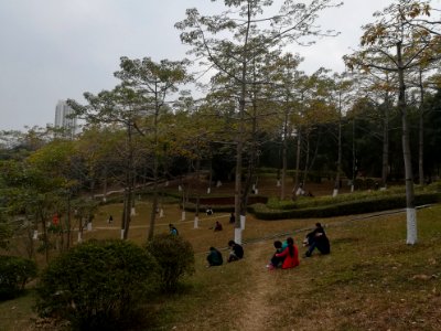 Grass slope in Guanlan Renmin Park