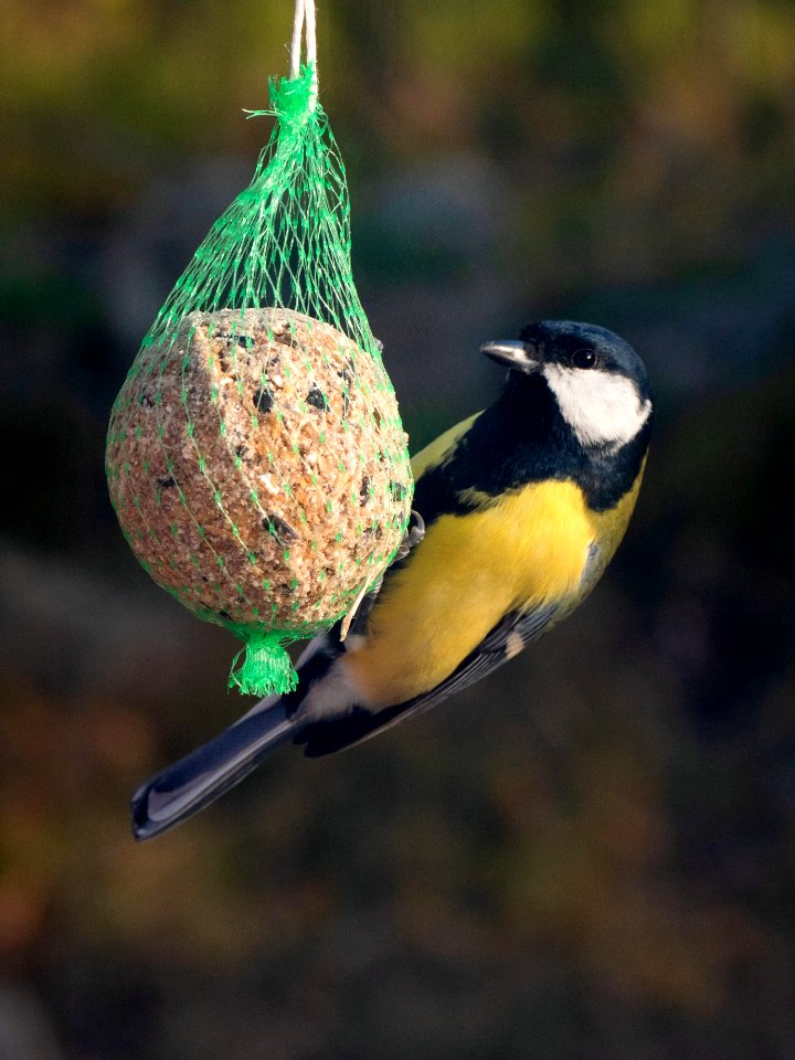Great tit on a suet ball in Brastad