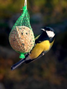 Great tit on a suet ball in Brastad