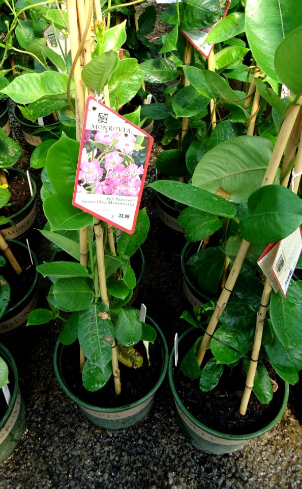 Great Swamp Greenhouse photos Sun Parasol Great Pink Mandevilla