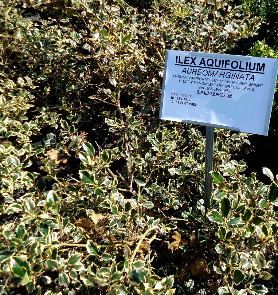 Great Swamp Greenhouse photos Ilex Aquifolium Aureomarginata