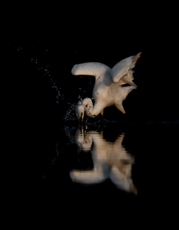 Great white egret catching fish