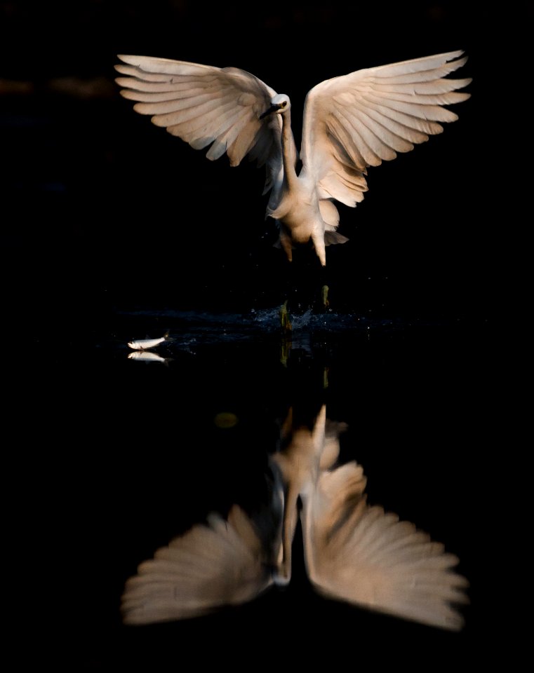 Great white egret catching its prey