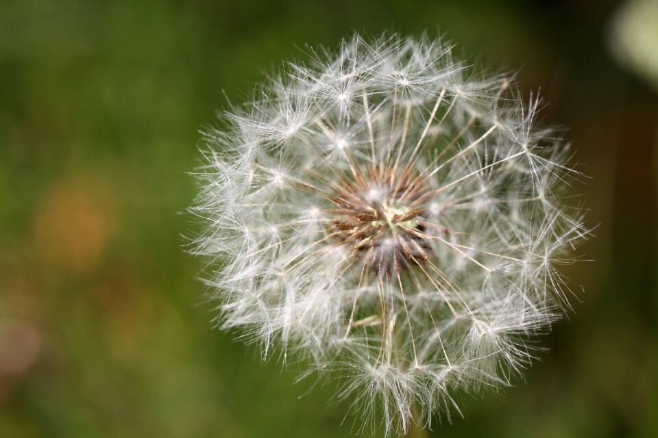 Dandelion flower seeds flowers