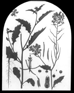 Gras- en klaversoorten , gewone herik, Bestanddeelnr 194-0372
