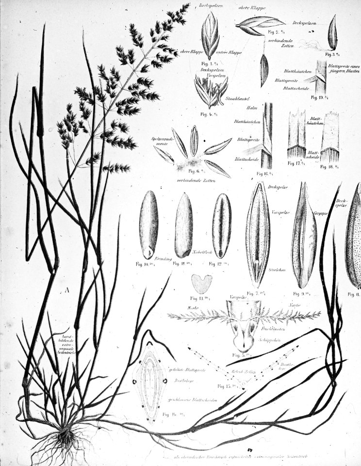 Gras- en klaversoorten , ruwbeemdgras, Bestanddeelnr 194-0347