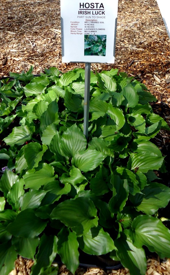 Great Swamp Greenhouse photos Hosta Irish Luck