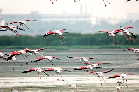 Greater Flamingos Palliakarani Chennai (209356807)