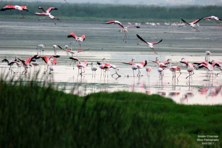 Greater Flamingos Palliakarani Chennai (209356809)