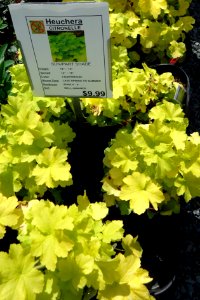 Great Swamp Greenhouse photos Heuchera Citronelle