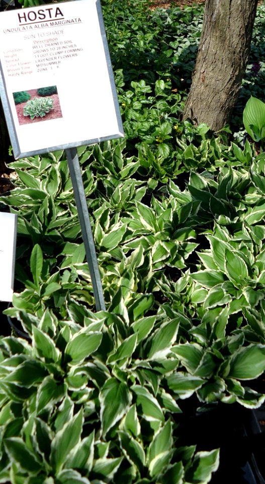 Great Swamp Greenhouse photos Hosta Undulata Alba Marginata