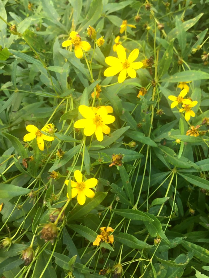 Greater Tickseed Chapel Hill NC